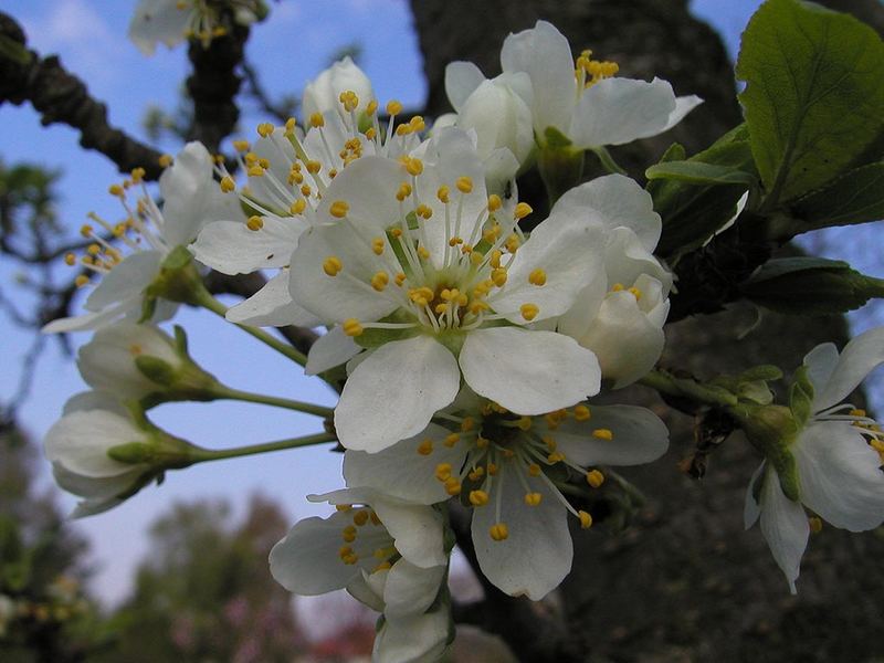 Pflaumenblüte