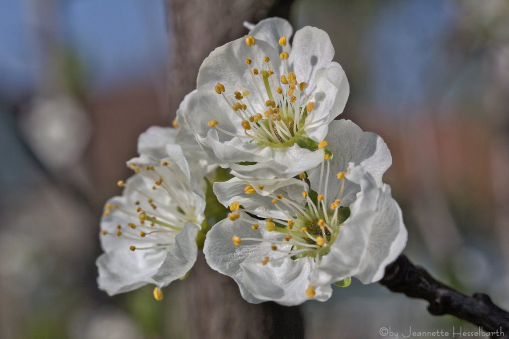 Pflaumenblüte