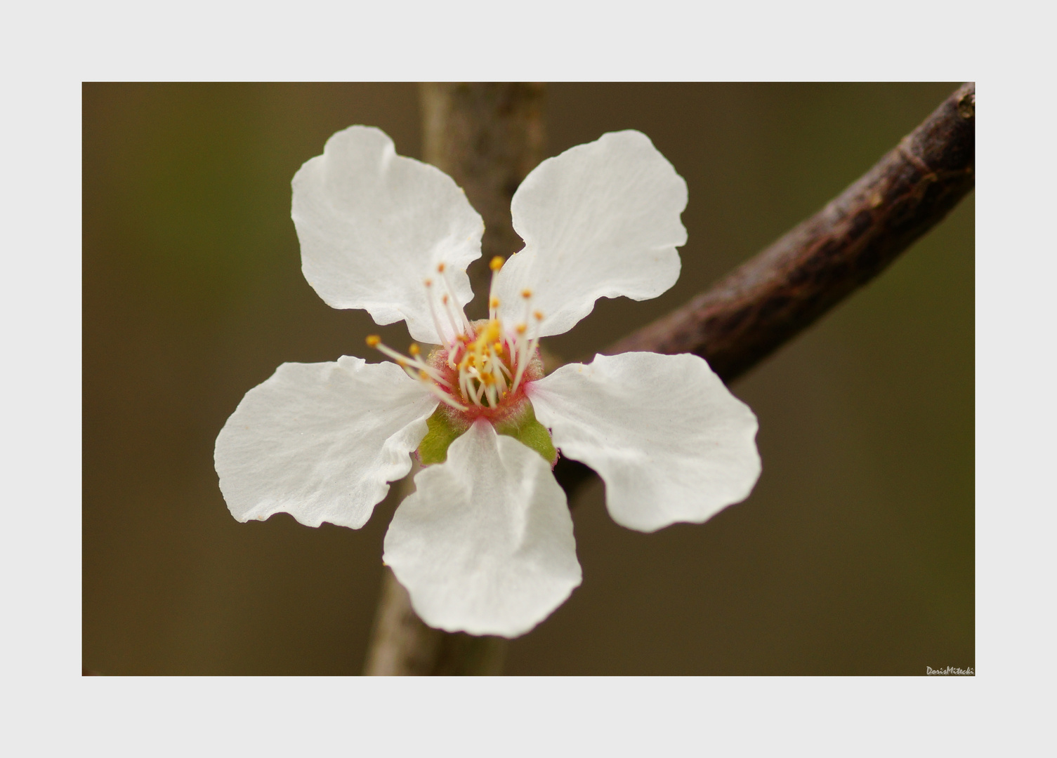 Pflaumenblüte