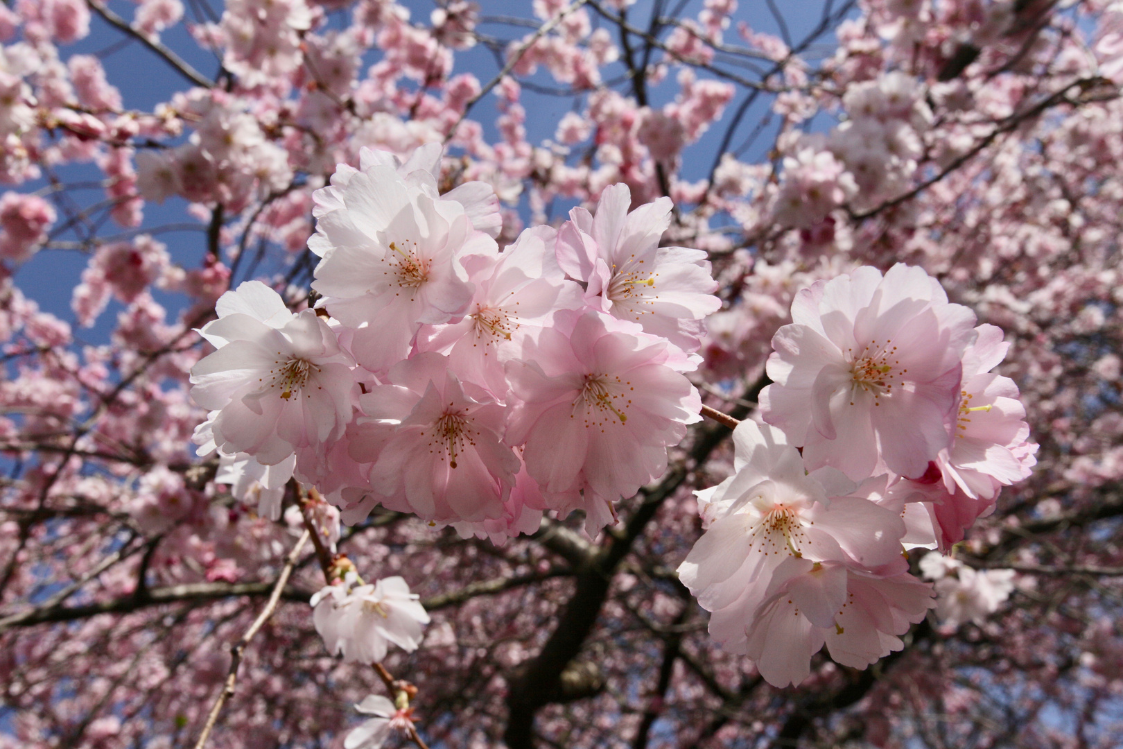 Pflaumenblüte