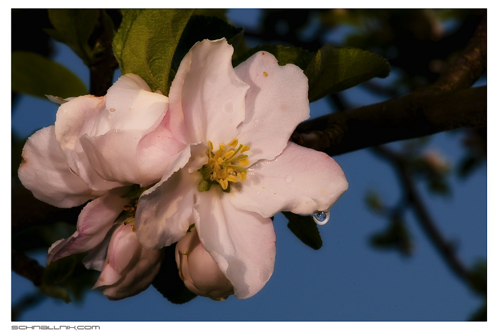 Pflaumenblüte