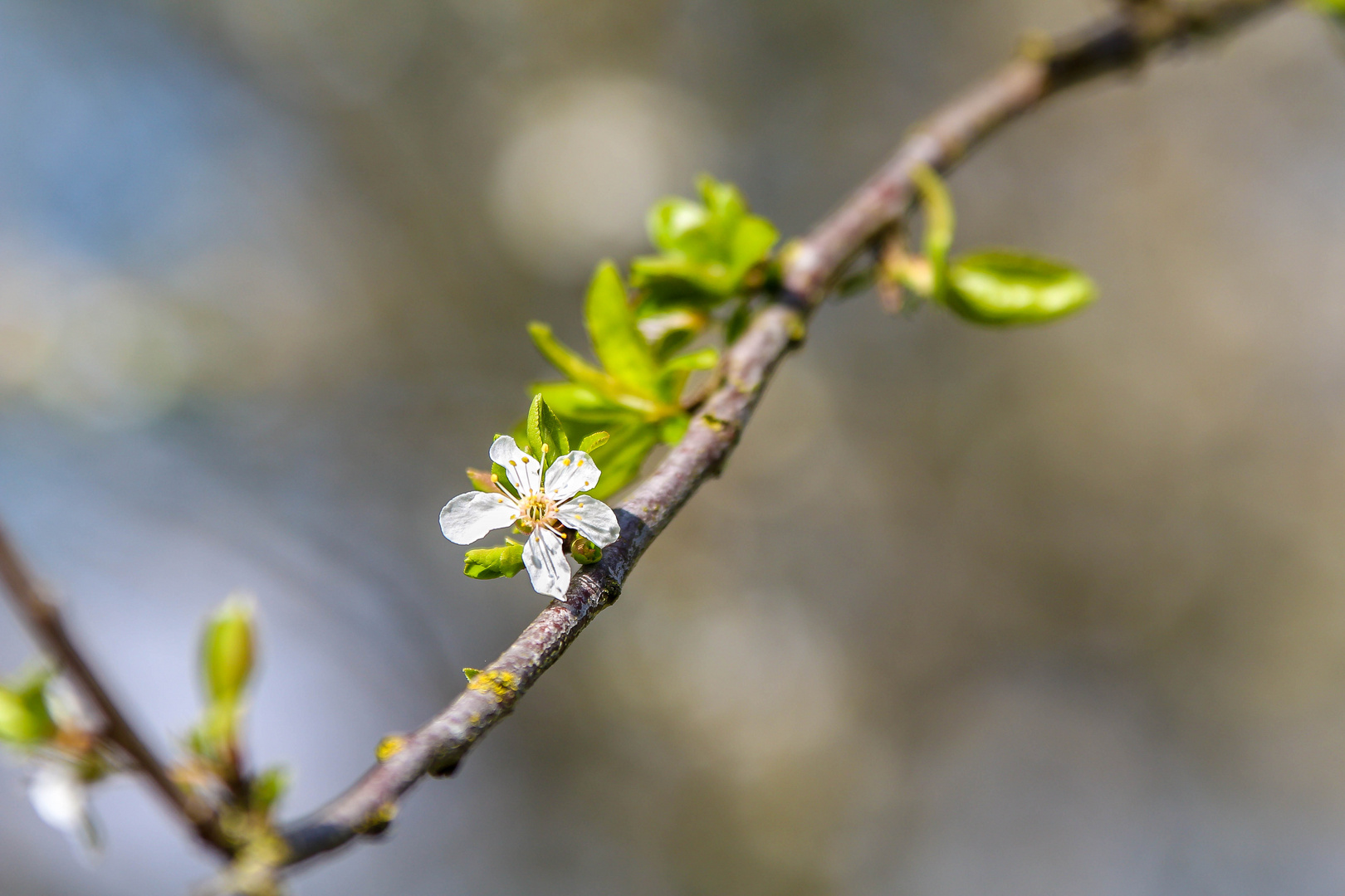 Pflaumenblüte