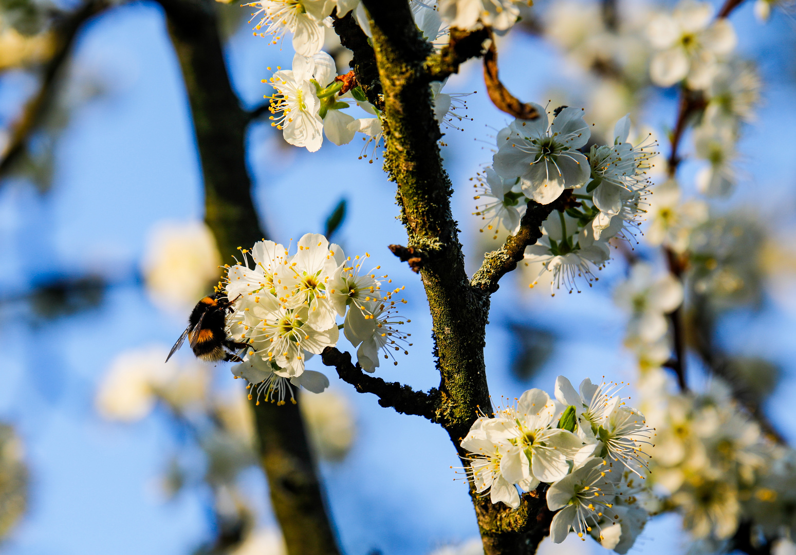 Pflaumenblüte