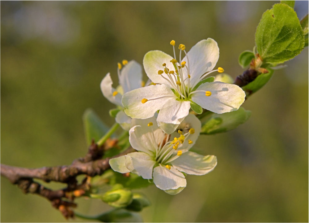 Pflaumenblüte