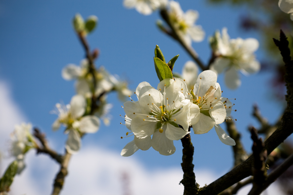 Pflaumenblüte