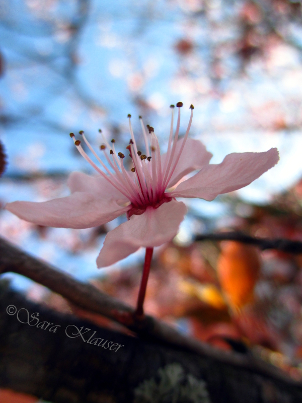 Pflaumenblüte