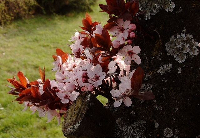 Pflaumenblüte an einem Altenheim in Limburg an der Lahn