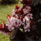 Pflaumenblüte an einem Altenheim in Limburg an der Lahn