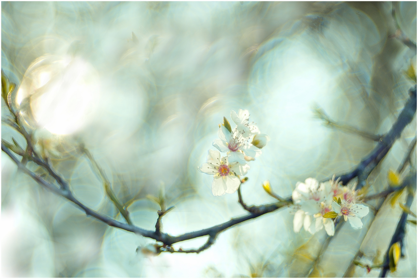 Pflaumenblüte an einem eisigkalten Märzmorgen