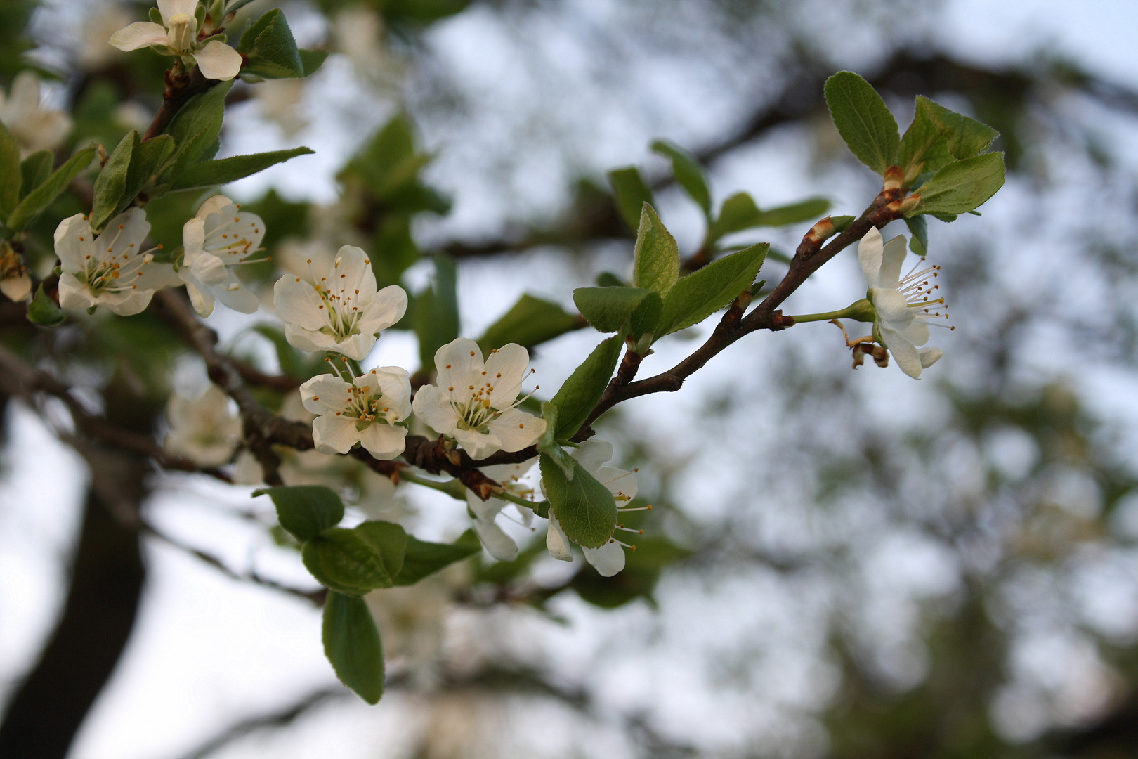 Pflaumenblüte... Foto & Bild pflanzen, pilze & flechten, bäume, blatt