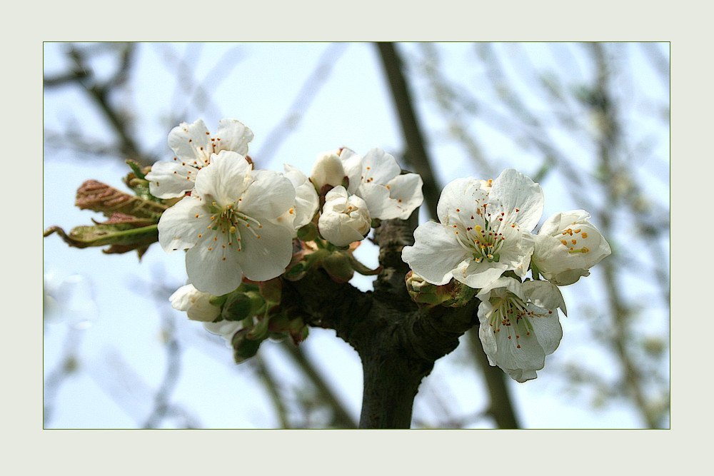 Pflaumenblüte