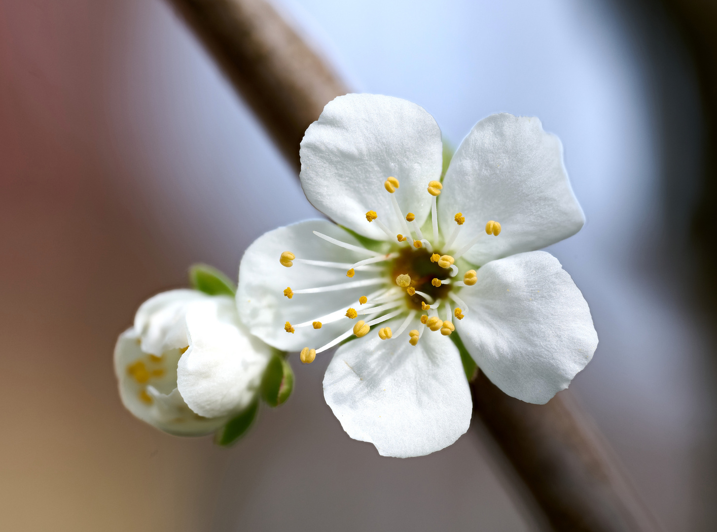 Pflaumenblüte 