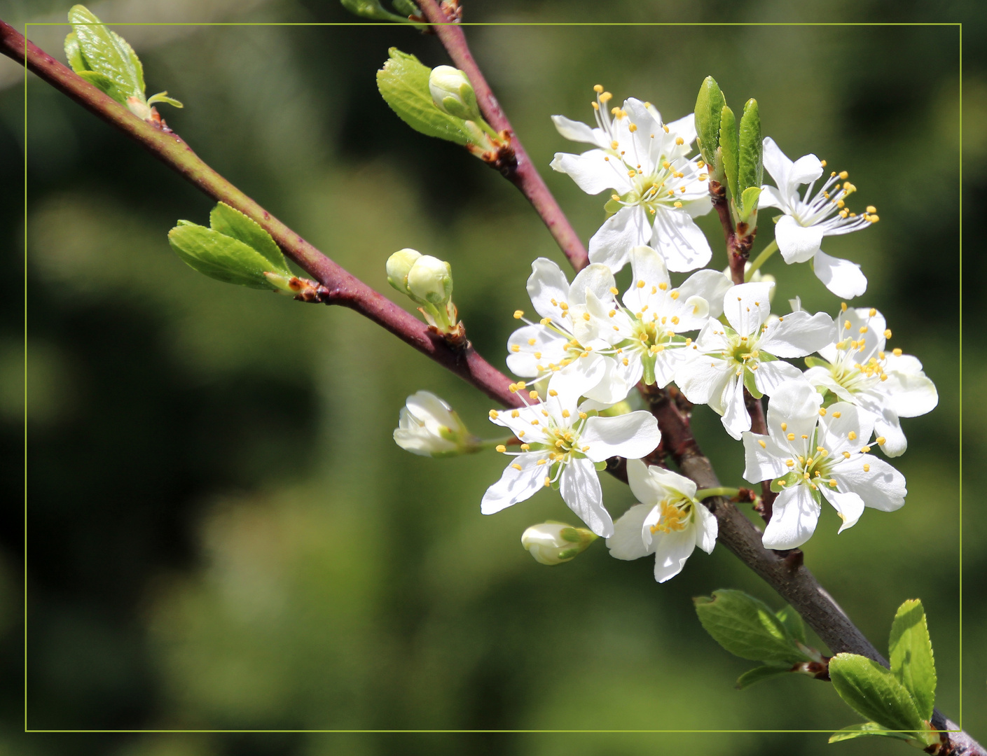 Pflaumenblüte ...