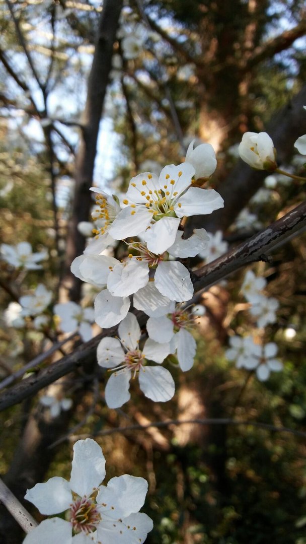 Pflaumenblüte im Frühling
