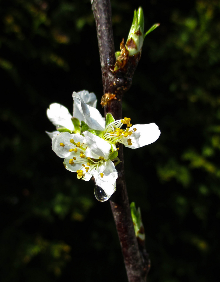 Pflaumenblüte im Morgentau