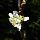 Pflaumenblüte im Morgentau