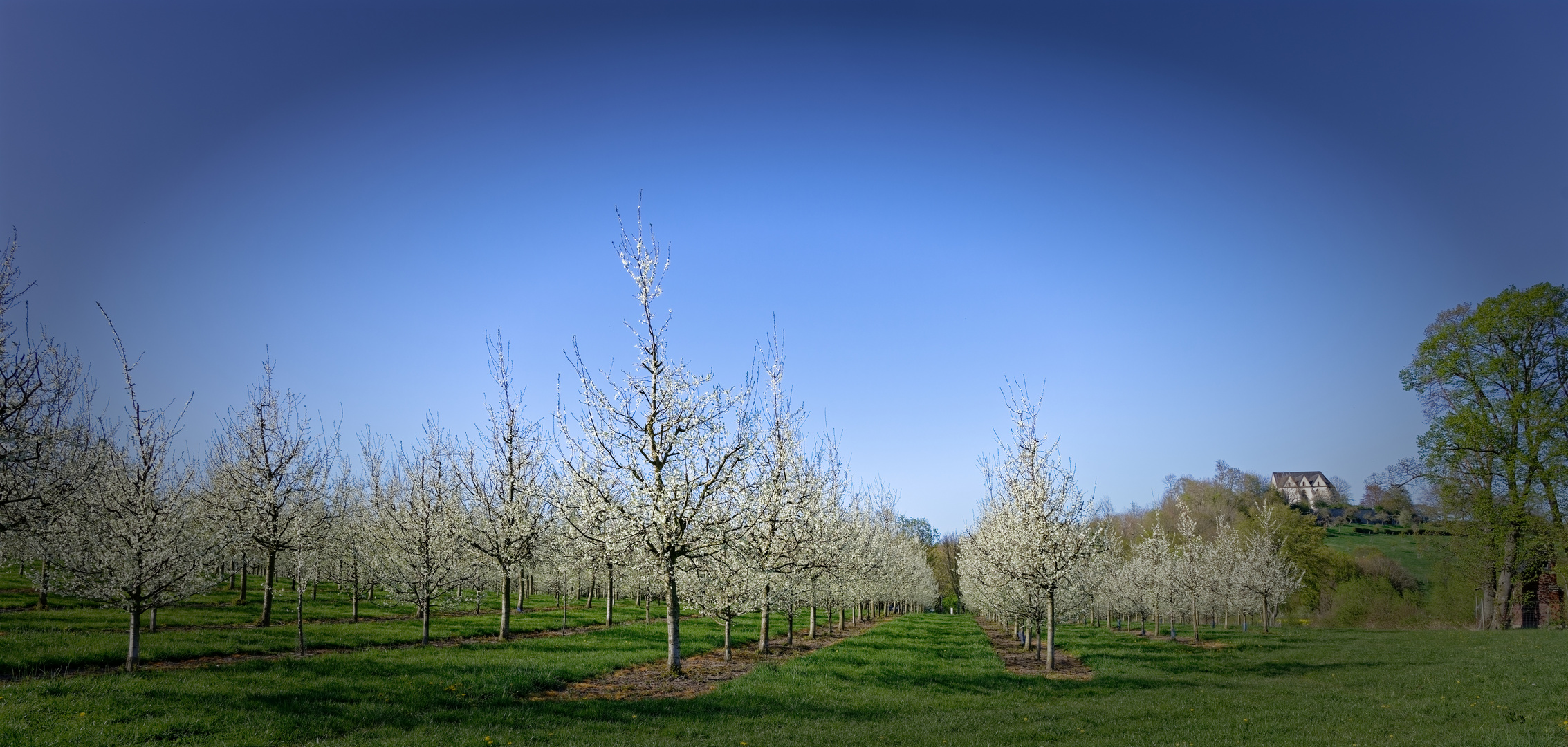 Pflaumenblüte in Stromberg