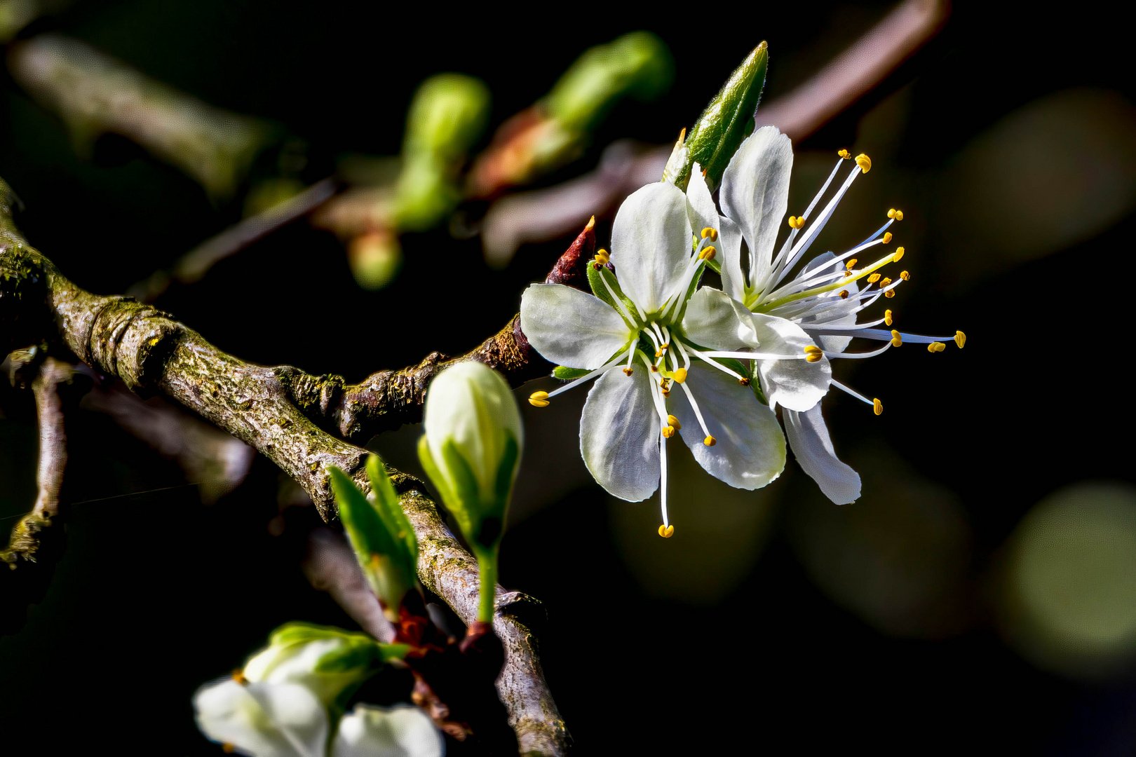 Pflaumenblüte / Plum blossom