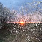 Pflaumenblüte vor Sonnenuntergang