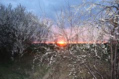 Pflaumenblüte vor Sonnenuntergang