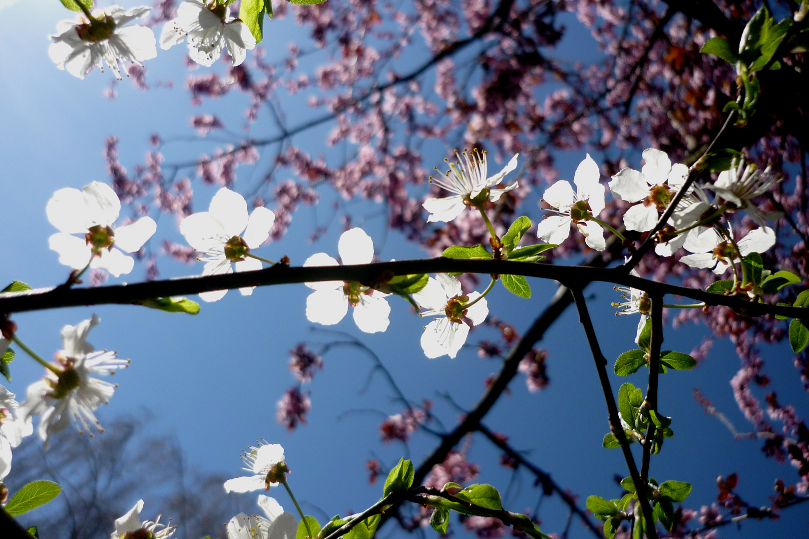 Pflaumenblüten