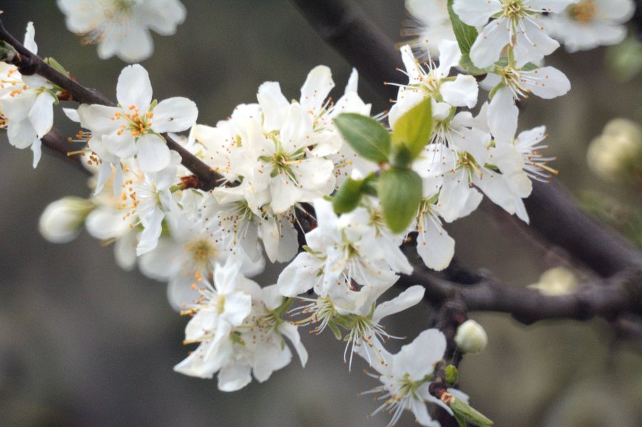 Pflaumenblüten