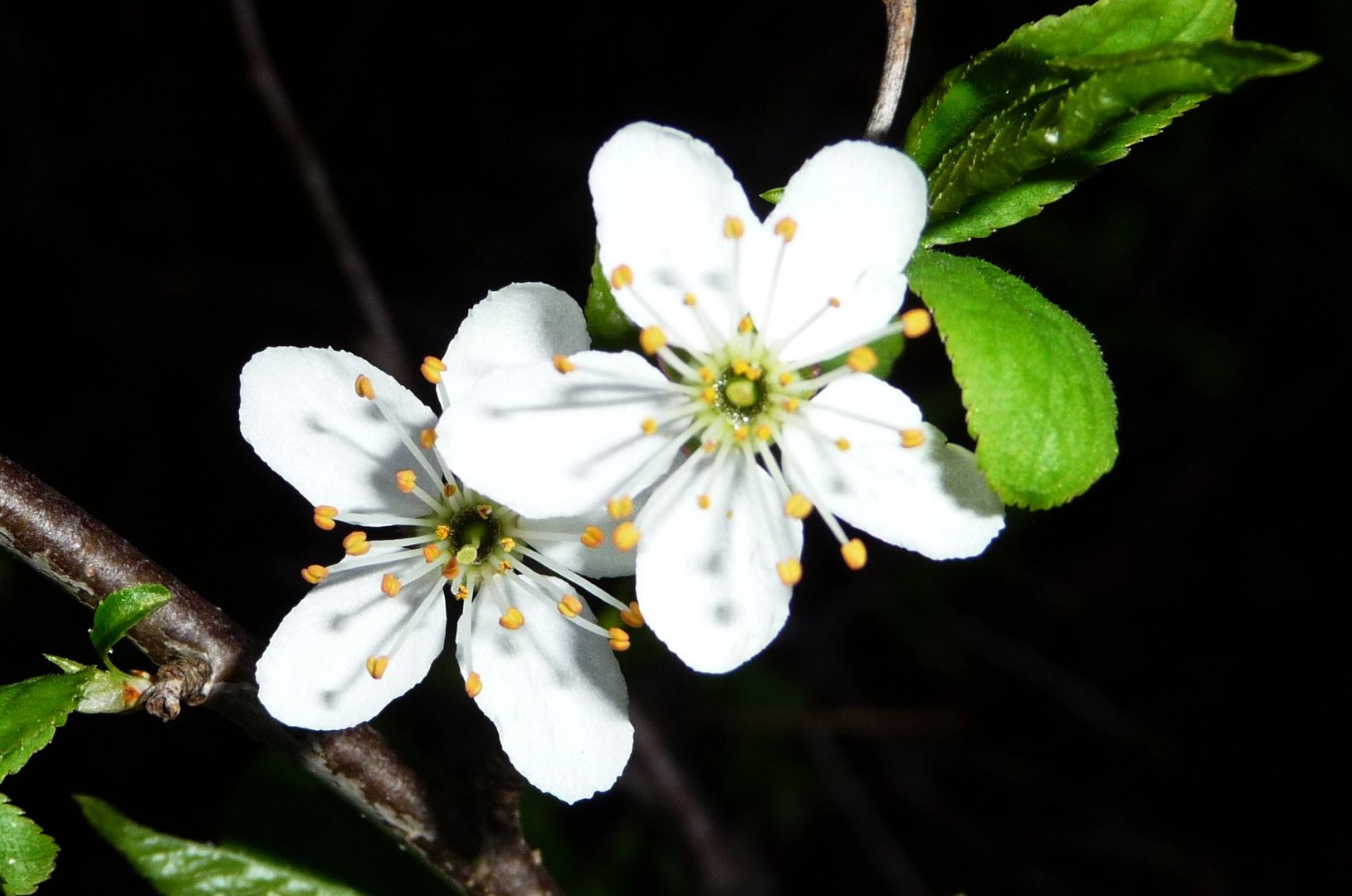 Pflaumenblüten