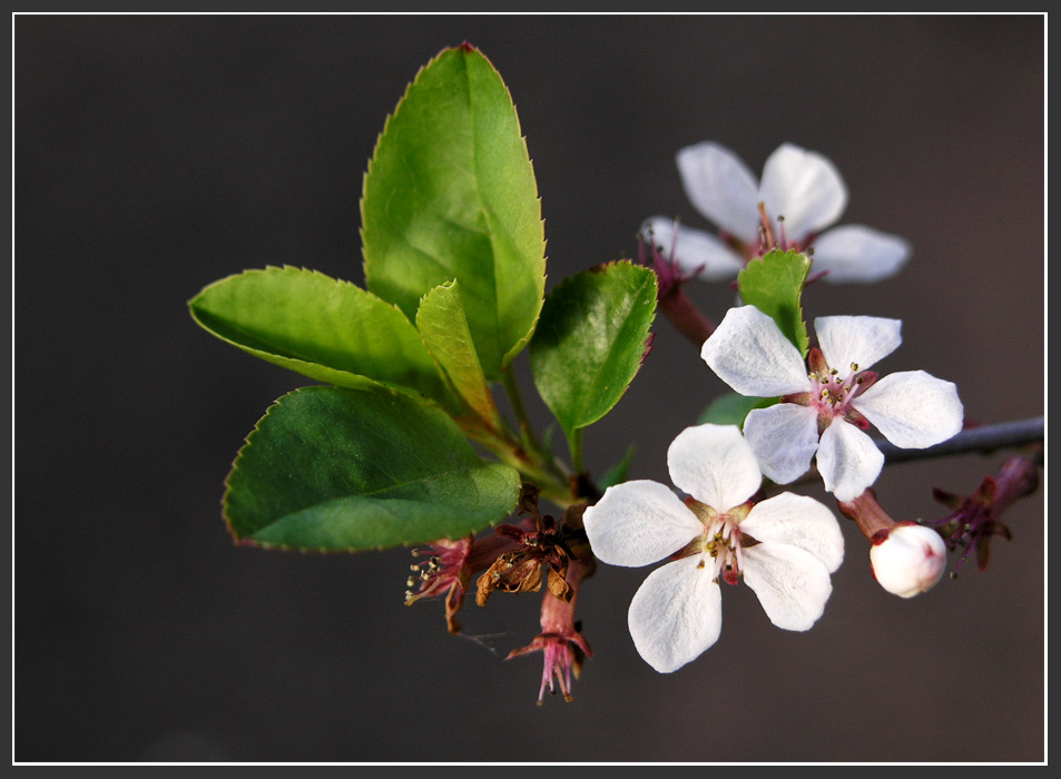 Pflaumenblüten...