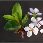 Pflaumenblüten...