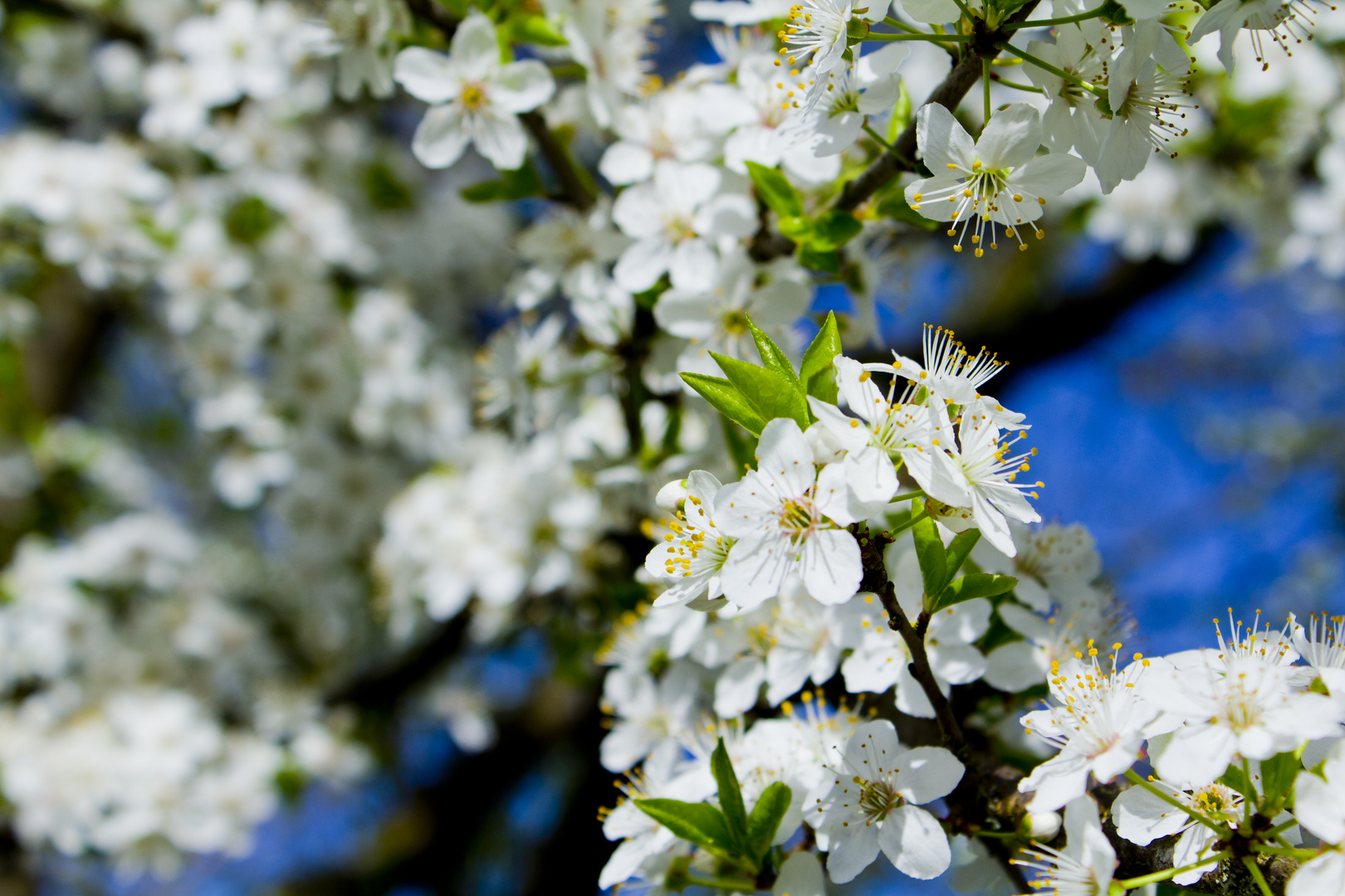 Pflaumenblüten