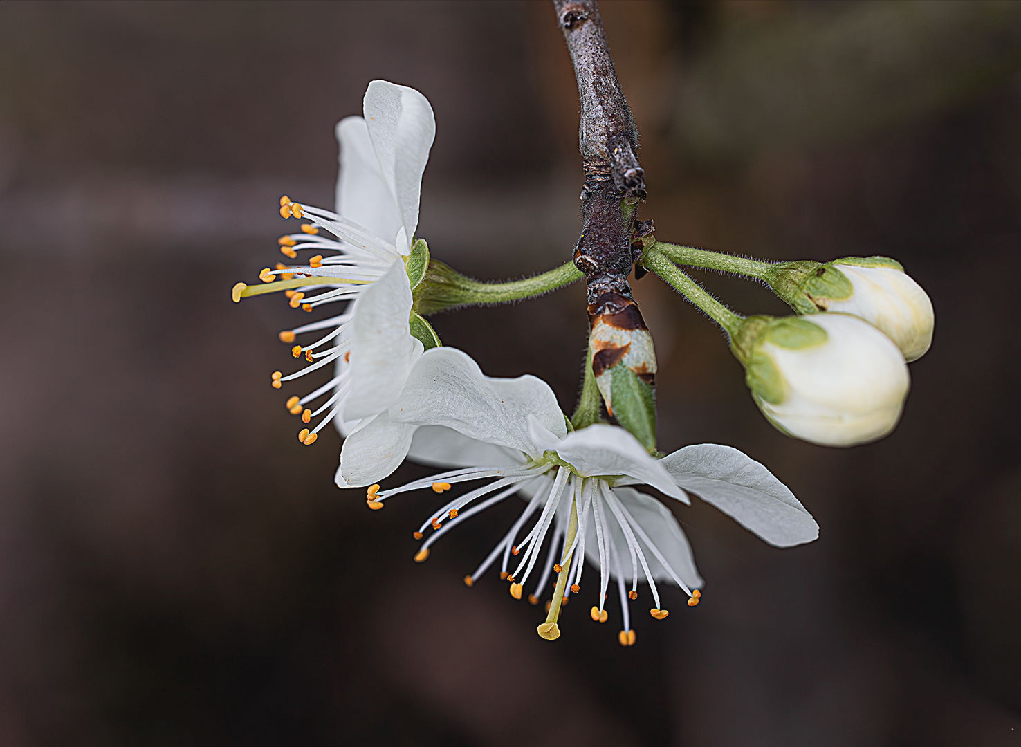 Pflaumenblüten