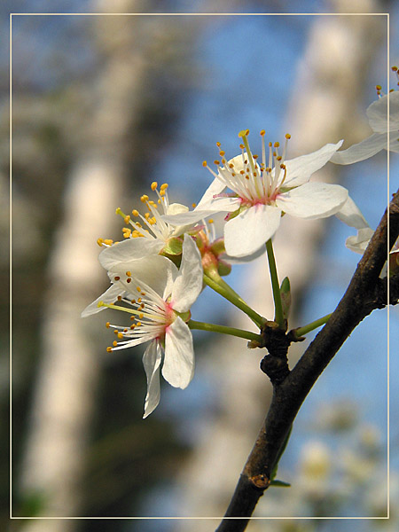 Pflaumenblüten