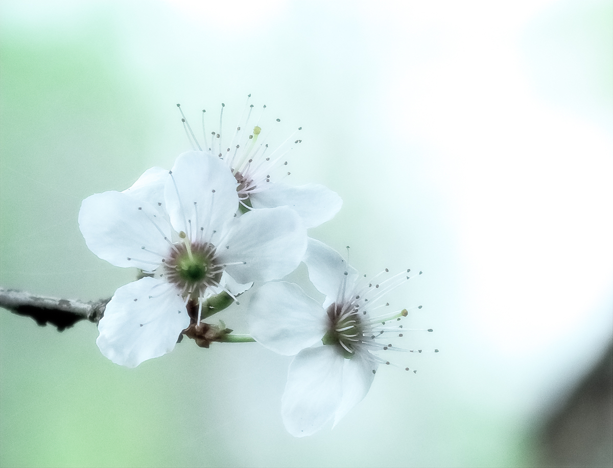 Pflaumenblüten