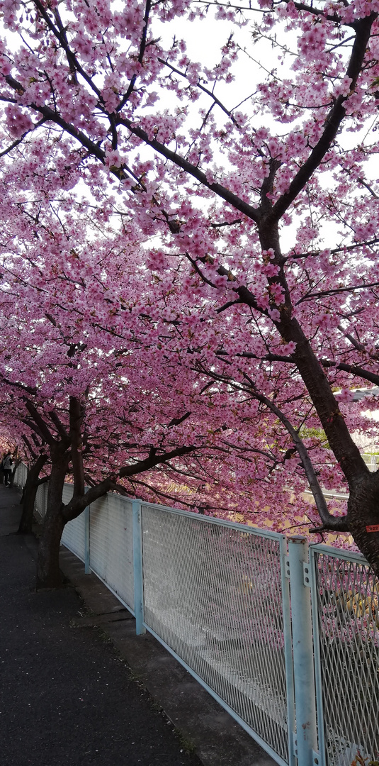 Pflaumenblüten am Flussufer