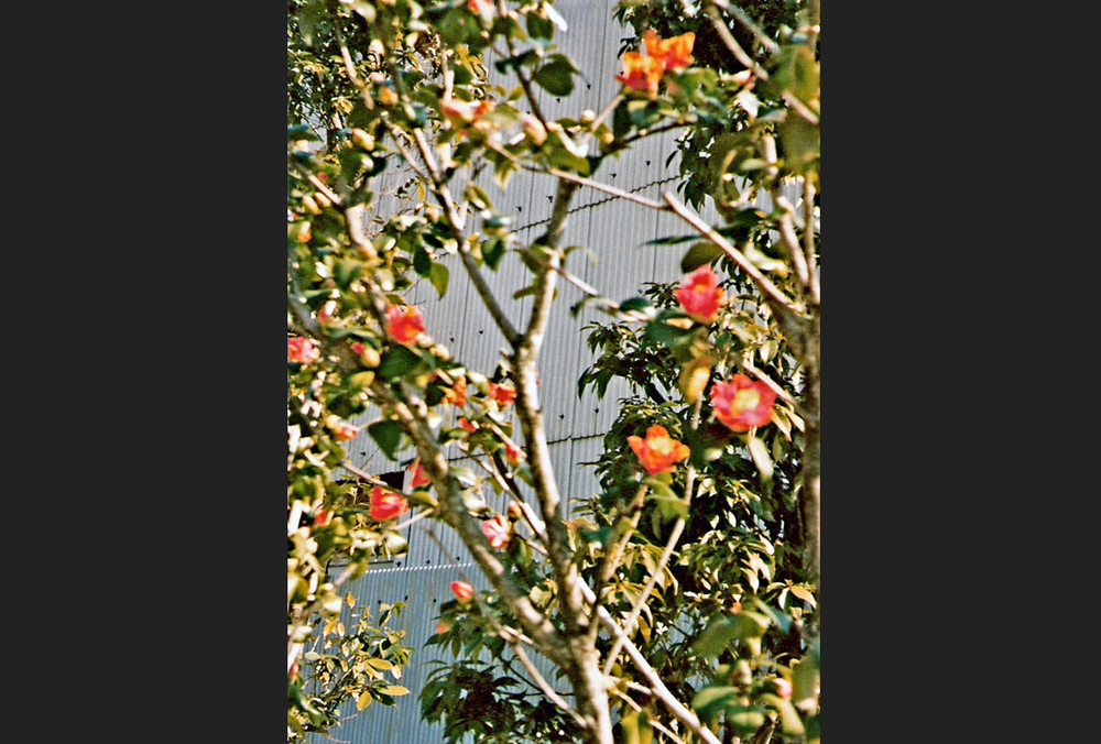 Pflaumenblüten an der Plattenwand eines Hochhauses