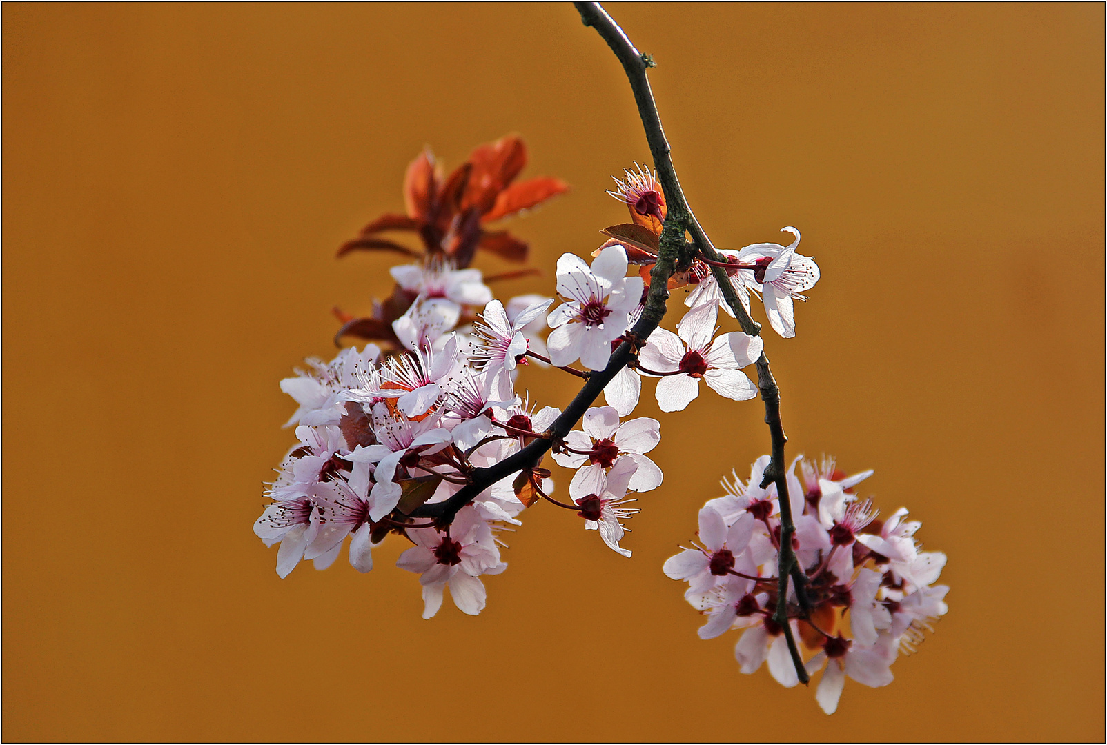 Pflaumenblüten.