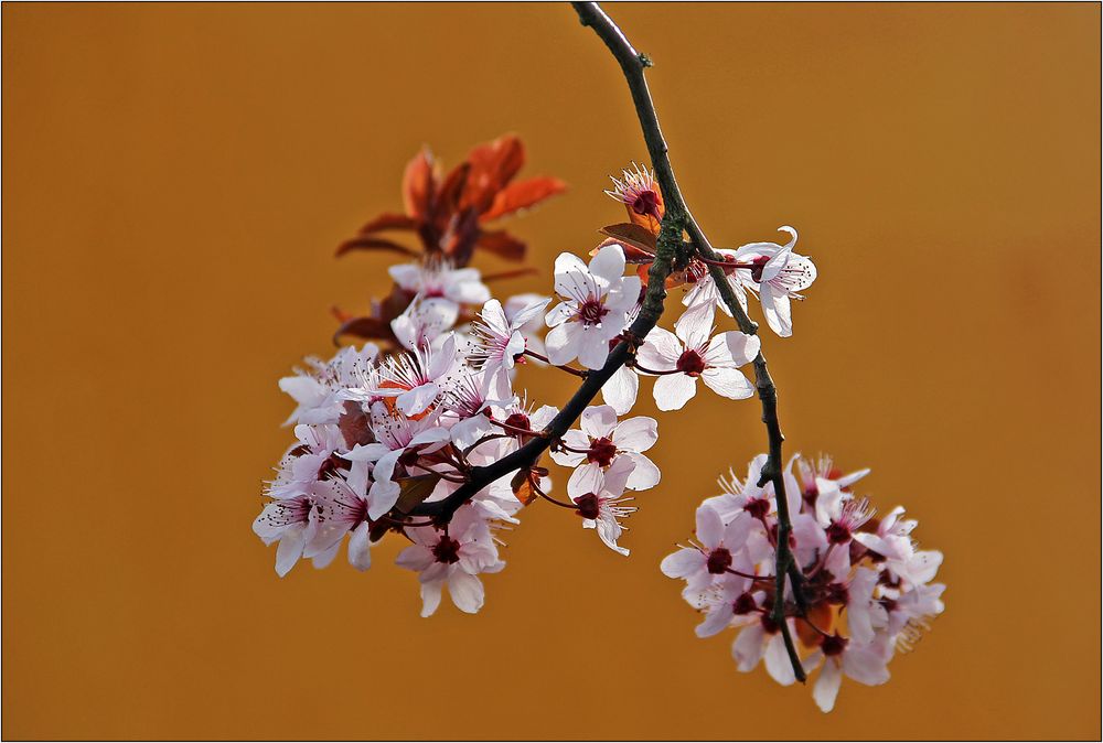 Pflaumenblüten.