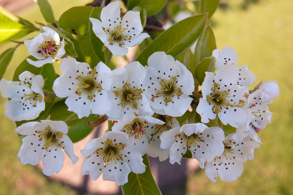 Pflaumenblüten