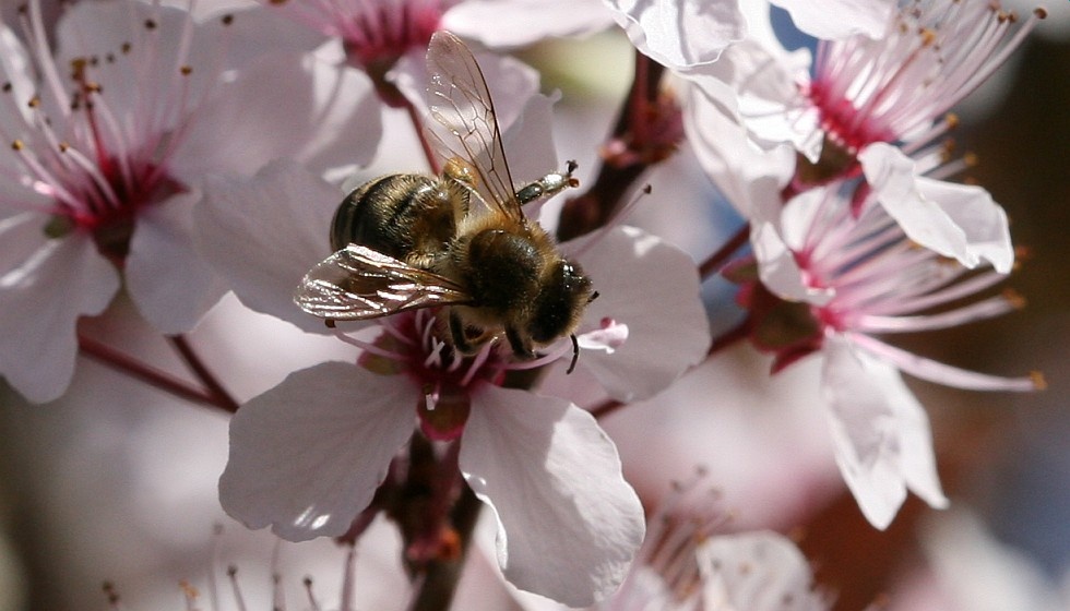 Pflaumenblüten-Honigproduzent