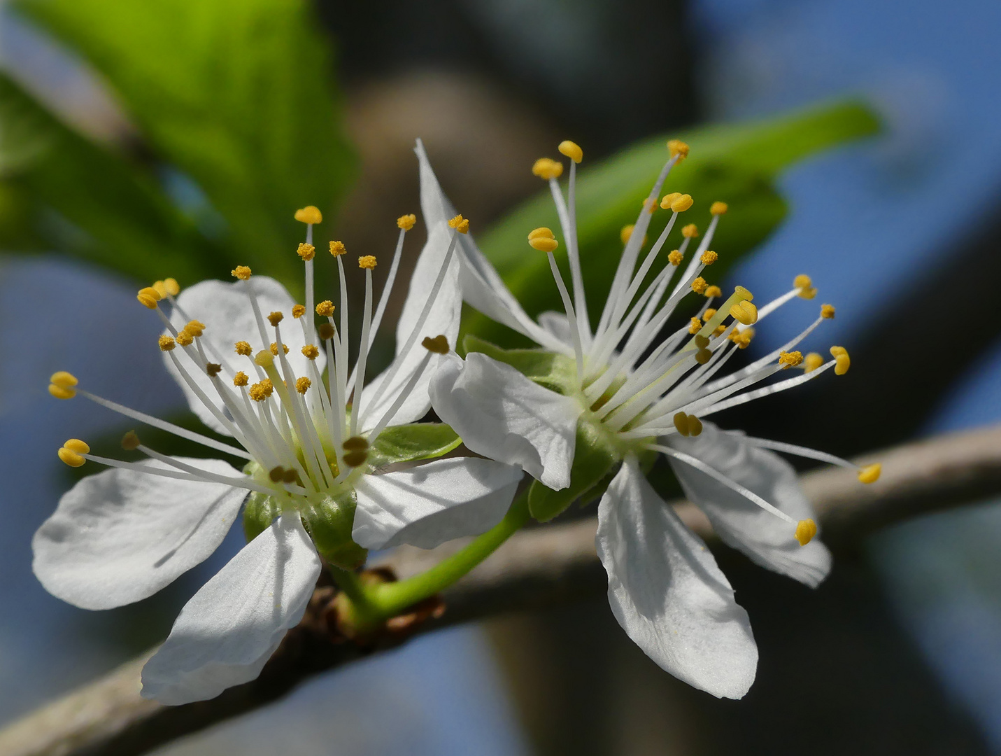 Pflaumenblüten im Garten