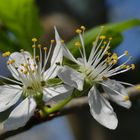 Pflaumenblüten im Garten