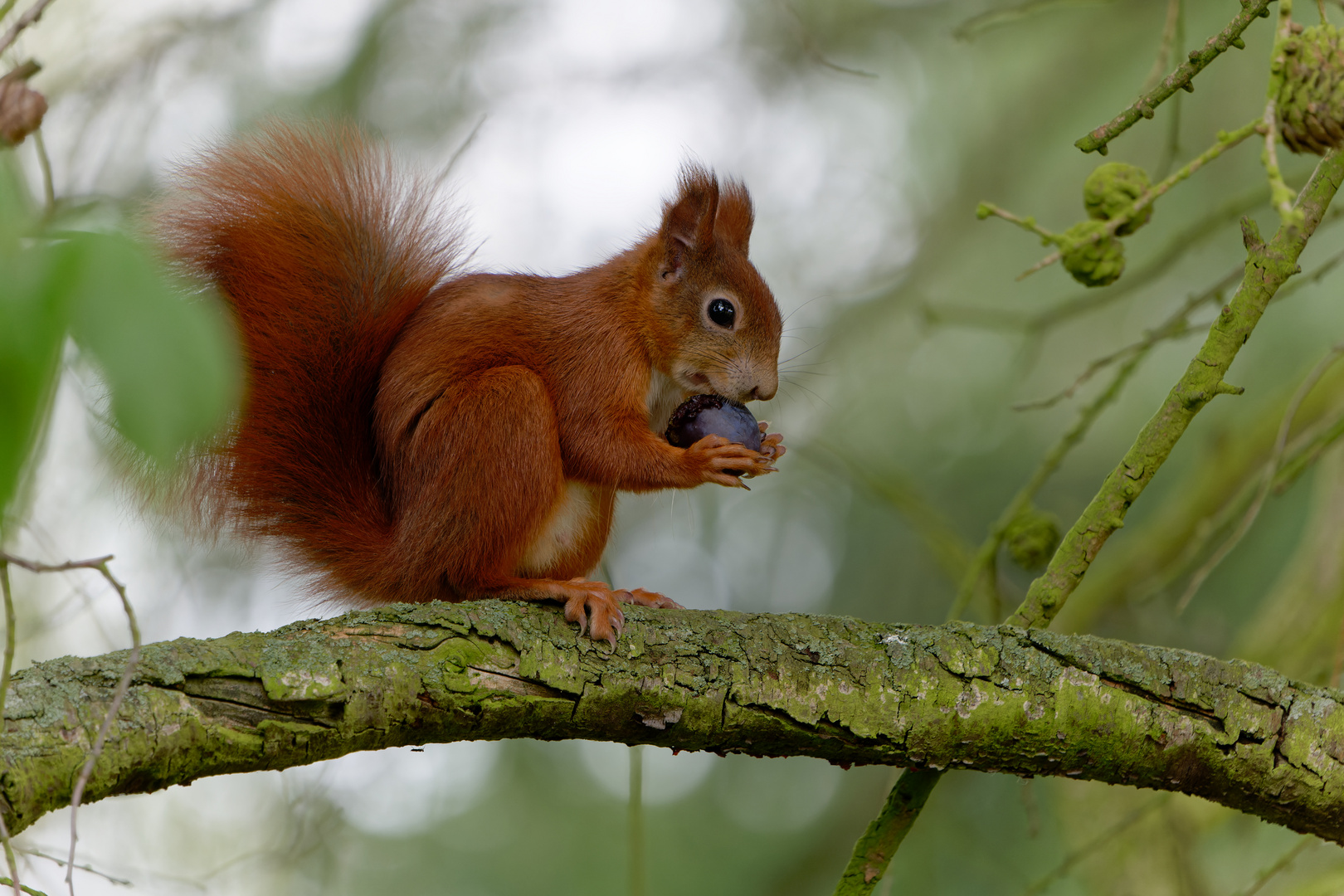 Pflaumenhörnchen