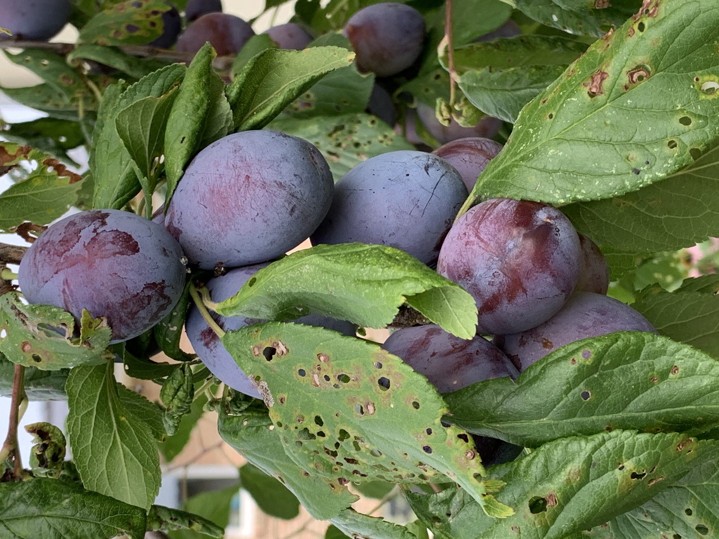 Pflaumenkuchen wird es bald geben von den Pflaumen aus unserem Garten