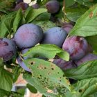 Pflaumenkuchen wird es bald geben von den Pflaumen aus unserem Garten