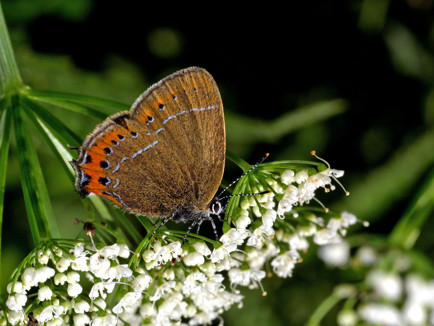 Pflaumenzipfelfalter (Satyrium pruni)