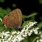 Pflaumenzipfelfalter (Satyrium pruni)