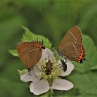 Pflaumenzipfelfalter, Satyrium pruni