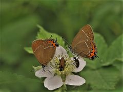 Pflaumenzipfelfalter, Satyrium pruni