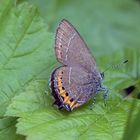 Pflaumenzipfelfalter (Satyrium pruni)