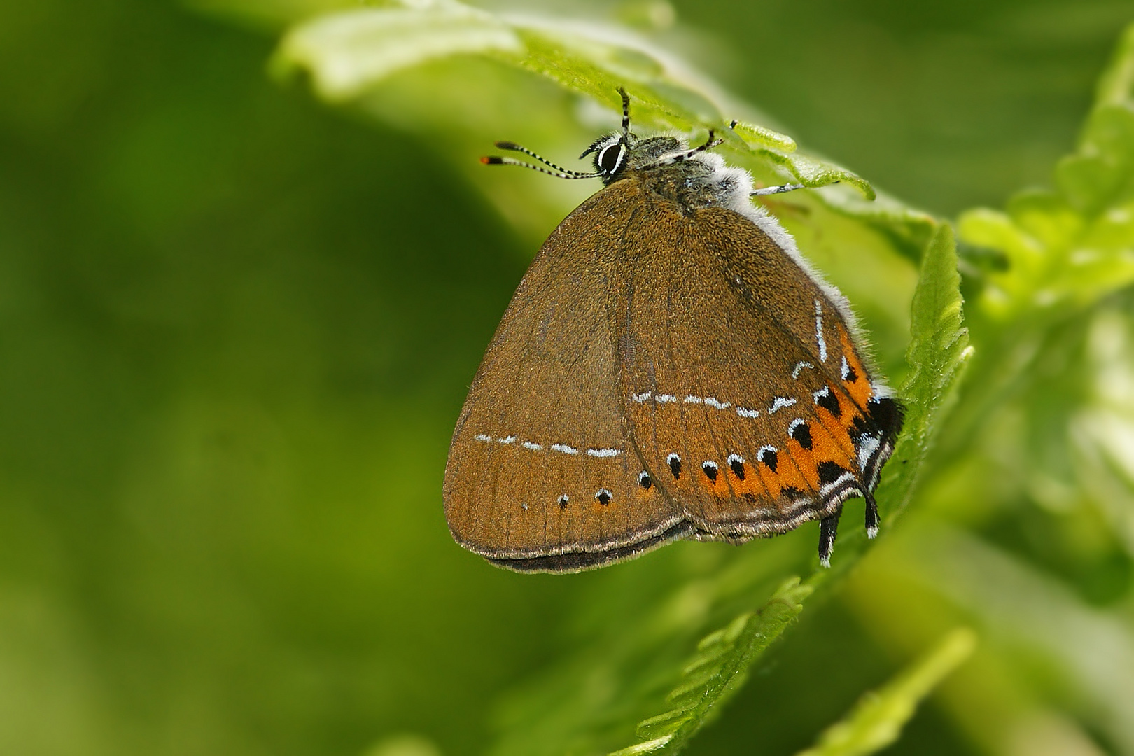 Pflaumenzipfelfalter (Satyrium pruni), Weibchen.